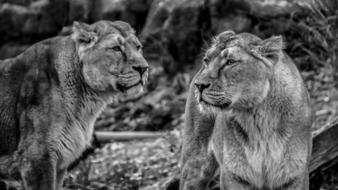 Lioness Lion Wild