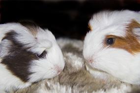 Guinea Pigs Pets Animals