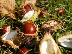 Chestnut Autumn Prickly