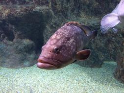 Fish Aquarium