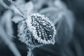 Ice Eiskristalle Winter