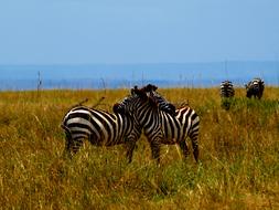 Zebra Africa