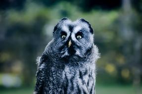 black and white owl with open eyes in a wildlife park