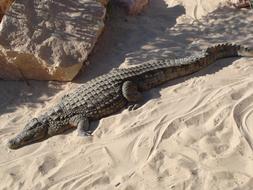 Crocodile Alligator Reptile