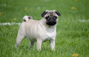 incredibly charming Pug Meadow