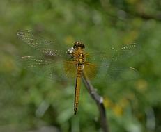 Dragonfly Hymenoptera close-up on blurred background