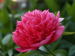 Paeonia Officinalis Peony