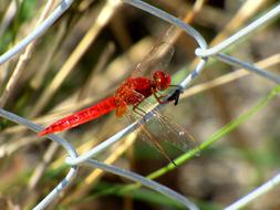 Close-up of the beautiful, red dragonfly on the white fence, near the colorful plants