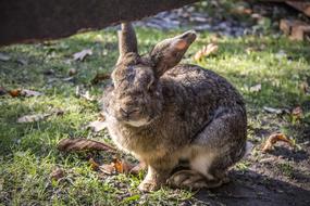 rabbit on green grass under the sun