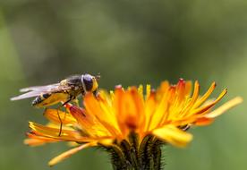 Insect and orange Flower