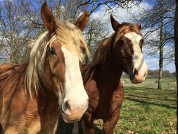 brown Horses Animal