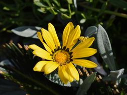 Yellow Beetle on Gazania petal