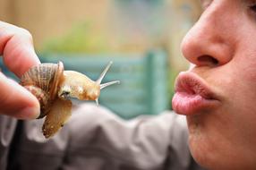 Snail Kiss Reptile Close