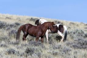 Wild Horses Mustangs