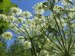 Cow Parsnip Flowers Umbrelliferae