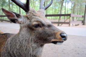 Zoo Hirsch Wild