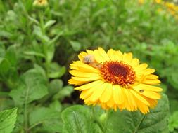 Chrysanthemum Snail Spring