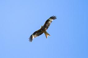 Milan Raptor Bird