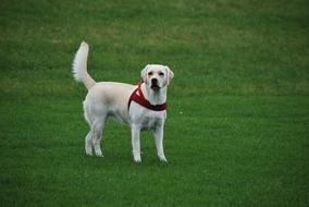 charming Dog Labrador green grass