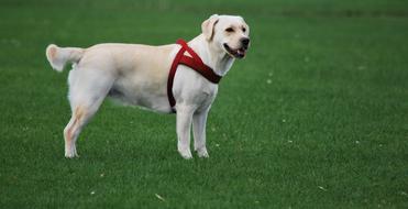 Dog white Labrador green grass