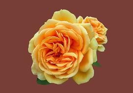 Bad Kissingen Rose Garden