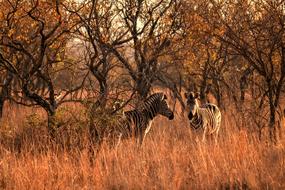 Africa Sun Wild Life Zebras