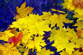 yellow fall foliage composition