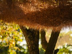 fall forest trees dry