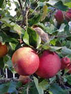 Red Apple Autumn