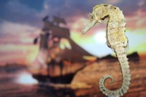 Hippocampus The Sea Giant