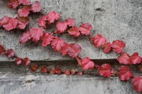 red leaves on the old wall