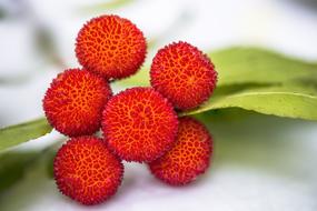 Arbutus Fruit Lychee