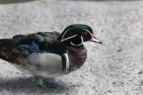 Wood Duck Karolinka Aix