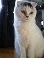 mix breed Fold Cat
