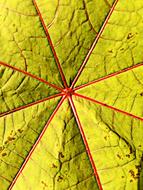 Leaf Gourd Wonder Tree