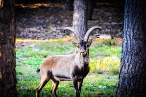 Goat Natural Park Sierra
