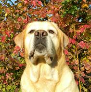 Labrador Autumn trees
