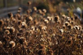 dry plants in the roadside garden