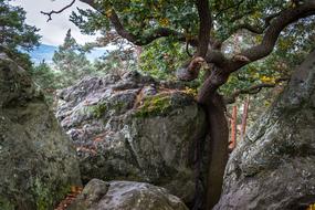 Oak Rock Devil Wall