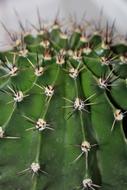 Cactus Green Sky
