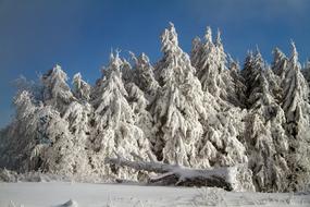 Winter Snow Wintry