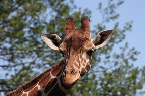 Giraffe Head