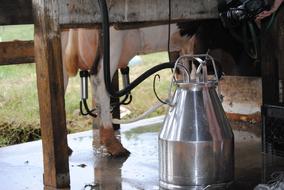 Milking Farm