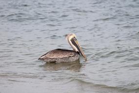 the pelican floats on the water