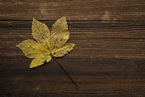 Beautiful, yellow and green maple leaf on the stem, on the wooden surface