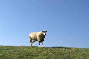 Beautiful and cute, fluffy sheep on the green grass, at beautiful, blue sky