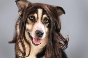 Dog Hair Wig