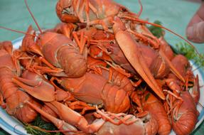 fresh lobster on a plate