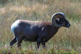 a black goat in the dry grass