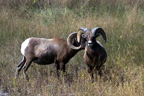 Mountain Sheep Wild Animal